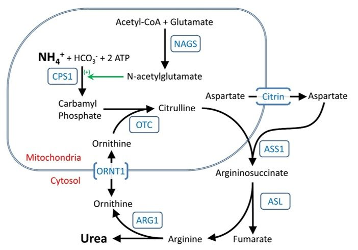 This is the pathway (mainly considered as part of purine metabolism.)