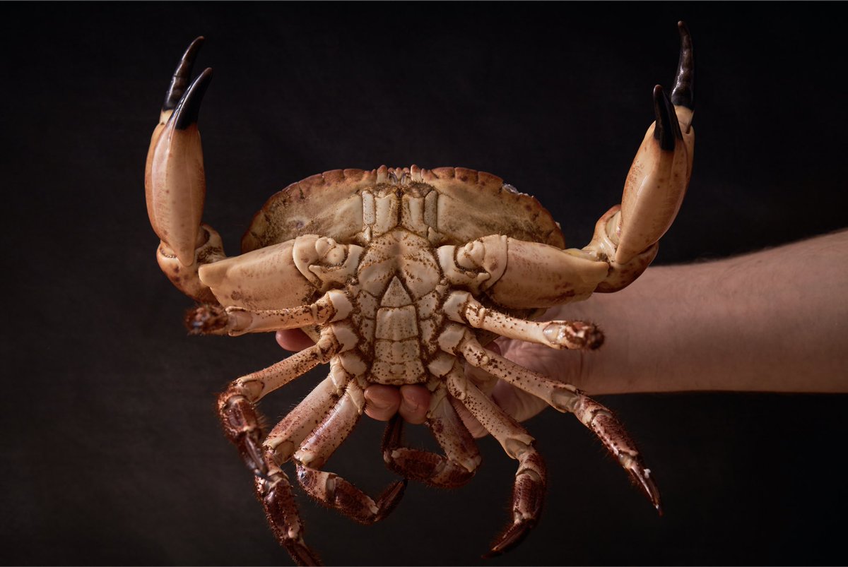 Fresh Scottish produce. #foodie #food #foodphoto #foodphotography #scotland #edinburgh #seafood #crab #canon #captureonepro #elinchrome