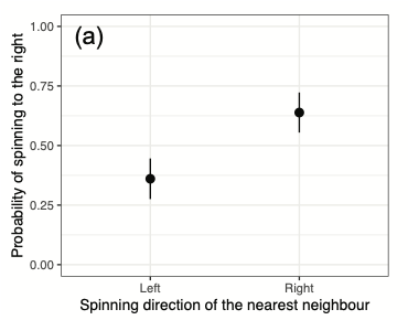 4/6 #ISTC20 #Sesh8 And...
3. Phalaropes tend to associate with near neighbours that spin in the same direction, that is, coordinated spinning ✅