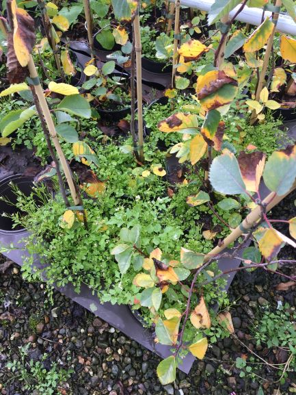 AHDB's Wayne Brough recently spoke to David Talbot of ADAS about the latest developments in weed control solutions for hardy nursery stock. Read more in our recent article: ow.ly/CHm950BLR3f