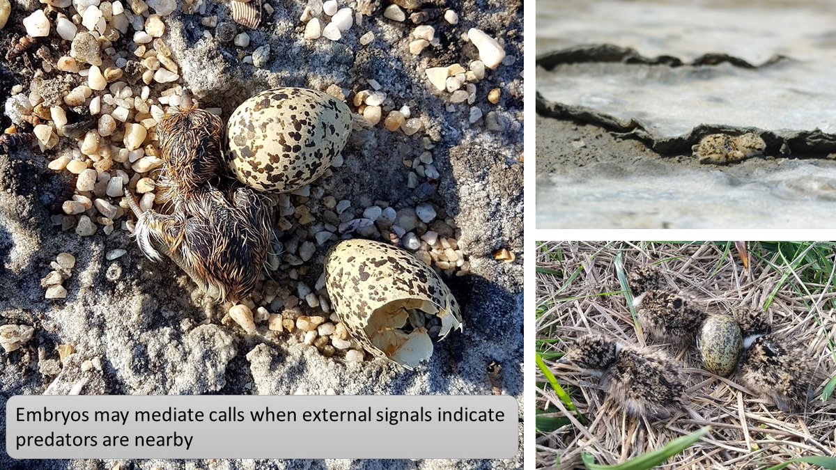   #ISTC20  #Sesh8 We know that shorebird hatchlings rely on acoustic crypsis, hiding and becoming silent in the presence of a predator So, could this defence strategy begin prenatally and do embryos cease calling when exposed to signals that suggest a predator is nearby?