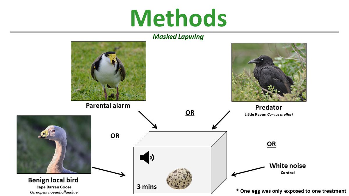   #ISTC20  #Sesh8 To investigate this, I conducted a playback experiment examining prenatal acoustic discrimination. Late term eggs of  #RedcappedPlovers and  #MaskedLapwings were exposed to a range of pre-recorded bird calls for 3 minutes while I documented embryonic calling