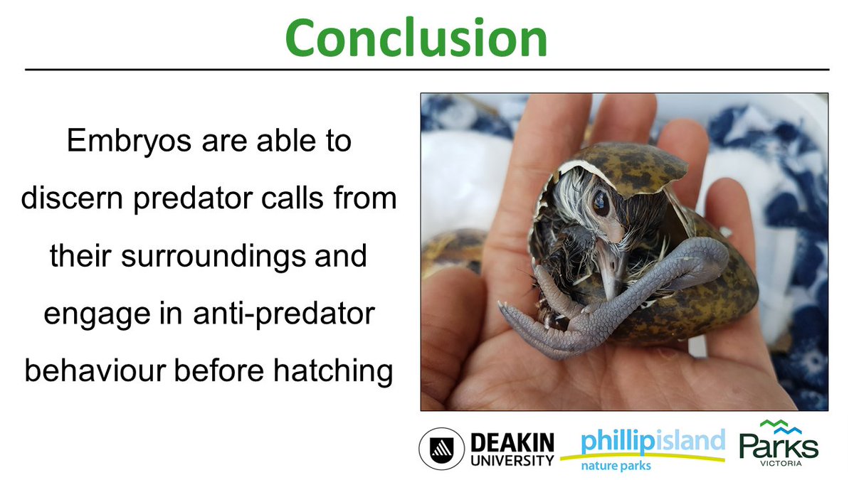   #ISTC20  #Sesh8 Embryos appear to display anti-predator crypsis even before they hatch, demonstrating their ability to discern predator calls from their surroundings and change their behaviour.Thank you for listening and please feel free to ask me any questions!