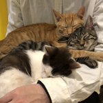 保護猫 名古屋の花の木シェルターに行ってきた Togetter