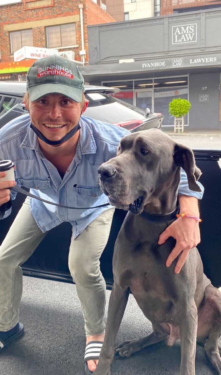 SamBramham's tweet image. This horse dog called ‘Benson Hedges’ does the most colossal dumps. The pride the owner must feel when at the park...