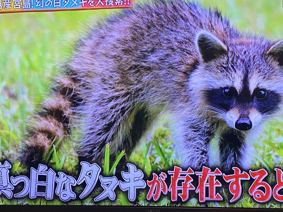 どうぶつピースでアライグマがタヌキと紹介される Togetter