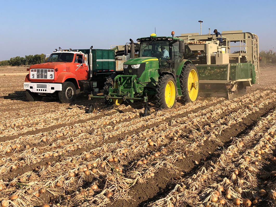 Things are looking good for onions this week, and we have great reports too! Check it out right here: onionbusiness.com/market-and-cro… And thanks to Zach Mason in Fowler, CO for our featured photo this week! #onionbiz #onions #market #crop