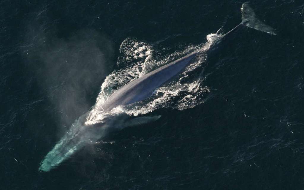 Zehub's tweet photo. Le #chant des #baleines #bleues révèle le moment où elles vont #migrer 

https://t.co/MwaDdwfhEI https://t.co/u1fWAV1ddL