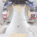 改札を守っていたのは？臨戦態勢のザリガニだった!w
