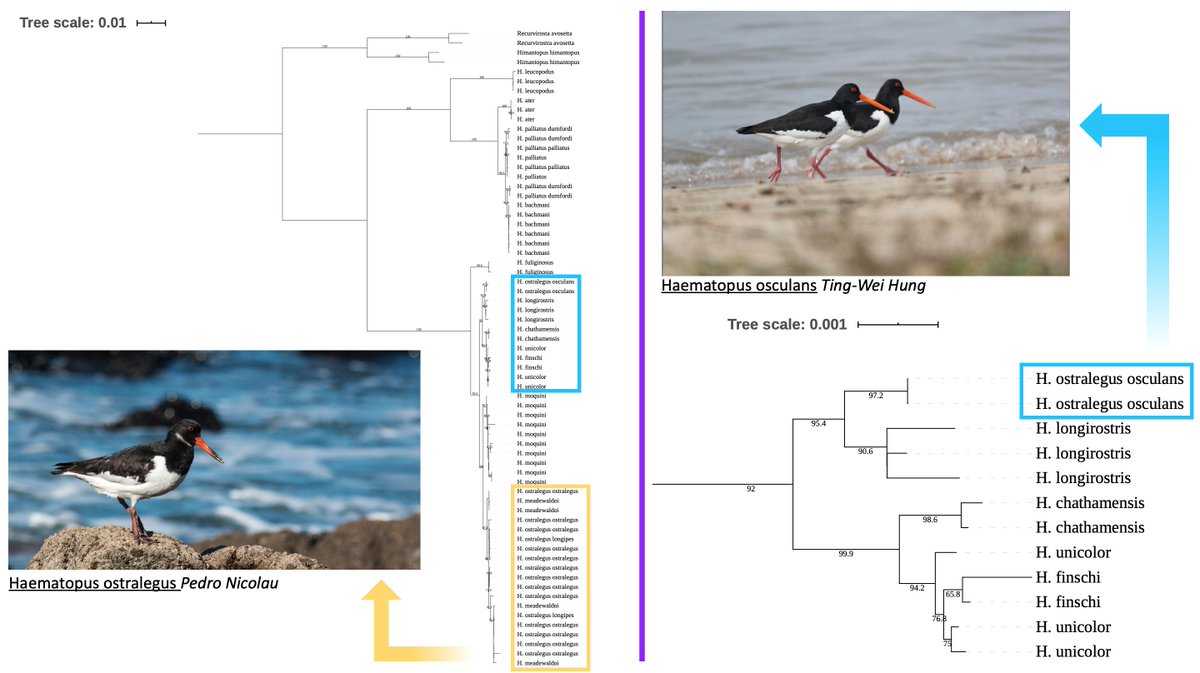 4  #ISTC20  #Sesh9 The eastern subspecies Haematopus ostralegus osculans is genetically and evolutionarily distinct from the rest of Eurasian Oystercatchers and should be reclassified as a separate species: the Far Eastern Oystercatcher (H. osculans).  #taxonomy