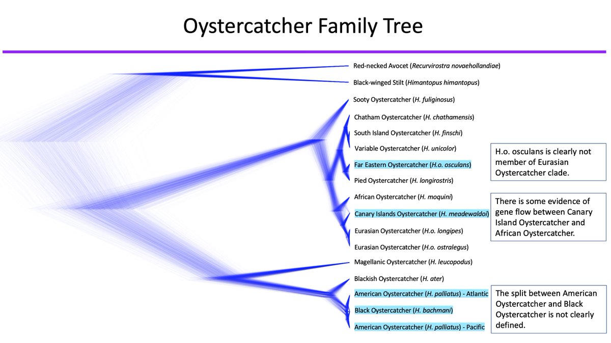 2  #ISTC20  #Sesh9 We compared 8 mitochondrial and 7 nuclear loci across all recognised species. We were able to reconstruct interspecific relationships as well as estimate divergence times using published fossil calibrations. This is the resulting tree!  #genetics