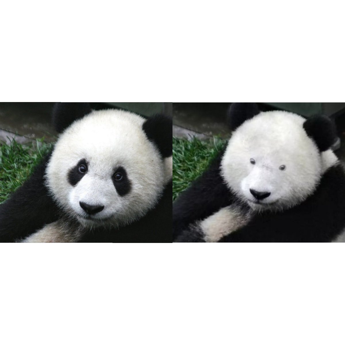 MaataMuchata's tweet photo. How my friend looks after he takes his glasses off https://t.co/Six9jVKu7u