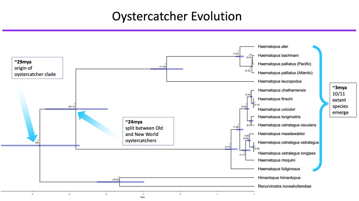 3  #ISTC20  #Sesh9 The split between Old World and New World Oystercatchers is surprisingly old, however most of the genetic diversity and speciation is comparatively recent suggesting a rapid radiation and coastal expansion following the later glaciation periods.