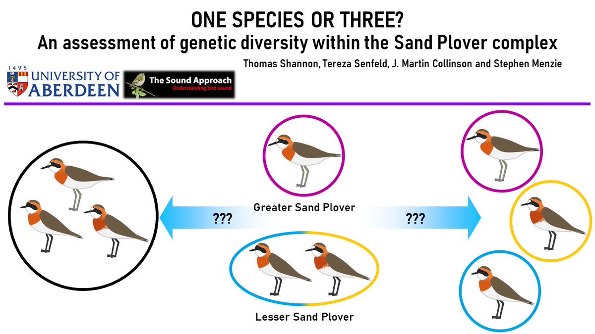 1  #ISTC20  #Sesh9 The Sand Plover complex has long been a source of debate among taxonomists. This group is currently considered to be two species, each with numerous subspecies, but has never been investigated genetically.  #ornithology  #shorebirds  #waders