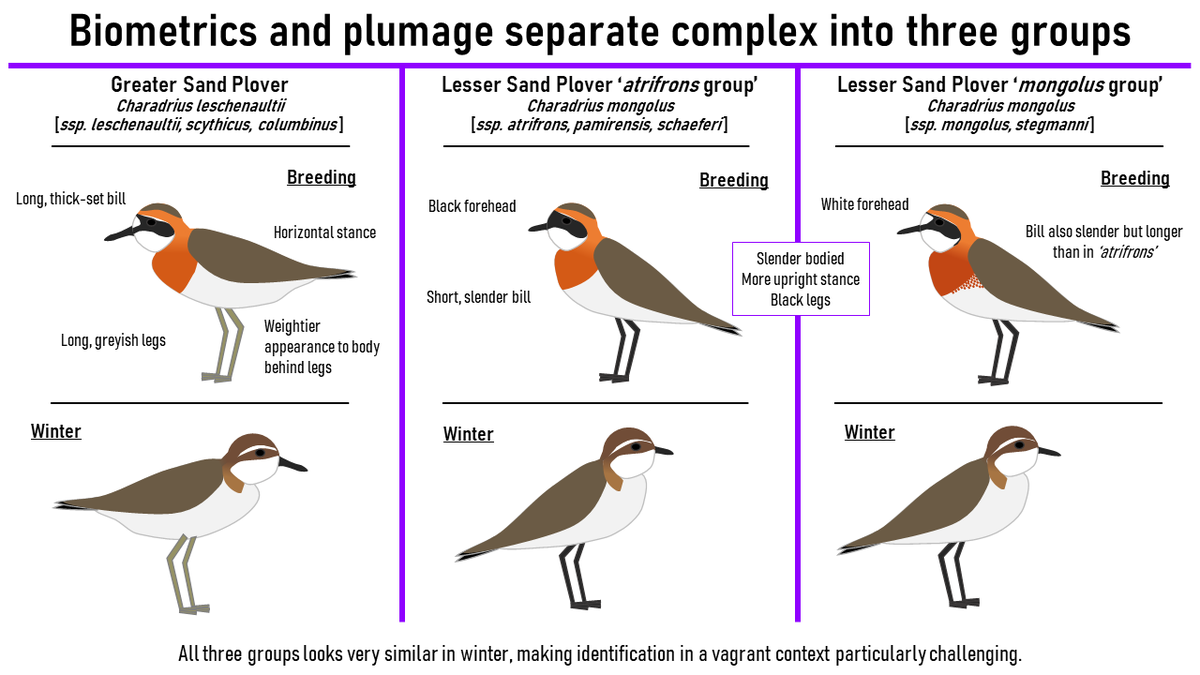 2  #ISTC20  #Sesh9 Using biometrics, Greater Sand Plover is clearly separable from Lesser. However, based on breeding plumage & breeding range, Lesser can be further split into two groups: 'atrifrons' & 'mongolus'. It has been suggested that these two may be incipient species.