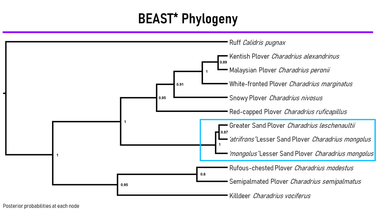 4  #ISTC20  #Sesh9 A BEAST* phylogeny based on all 11 genes confidently places the ‘atrifrons’ group as sister to Greater, with ‘mongolus’ group having diverged earlier. Sand plovers are therefore paraphyletic, and as such, the current 2 species taxonomy requires revision.