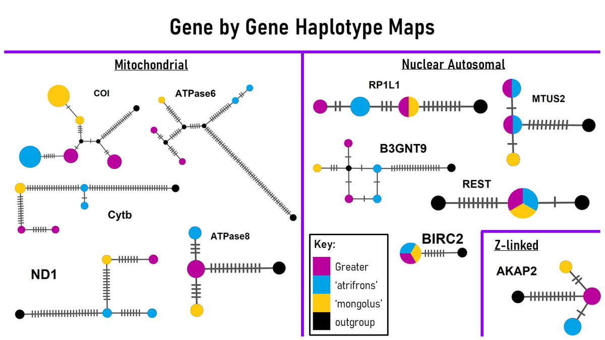 5  #ISTC20  #Sesh9 Mitochondrial & Z-linked genes were fixed for all groups, indicating high levels of philopatry across all taxa. However autosomal genes showed admixture between groups. This may be due to retention of ancestral alleles or low levels of ongoing gene flow.