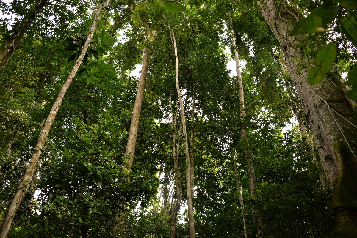Nature can be our strongest ally in combating climate change. Rainforest stores carbon, regulates the water cycle and protects millions of species of plants and animals.⁠ One of the many reasons why we support <a href="/coolearth/">Cool Earth</a> to protect these essential ecosystems. 🌴🌎☕