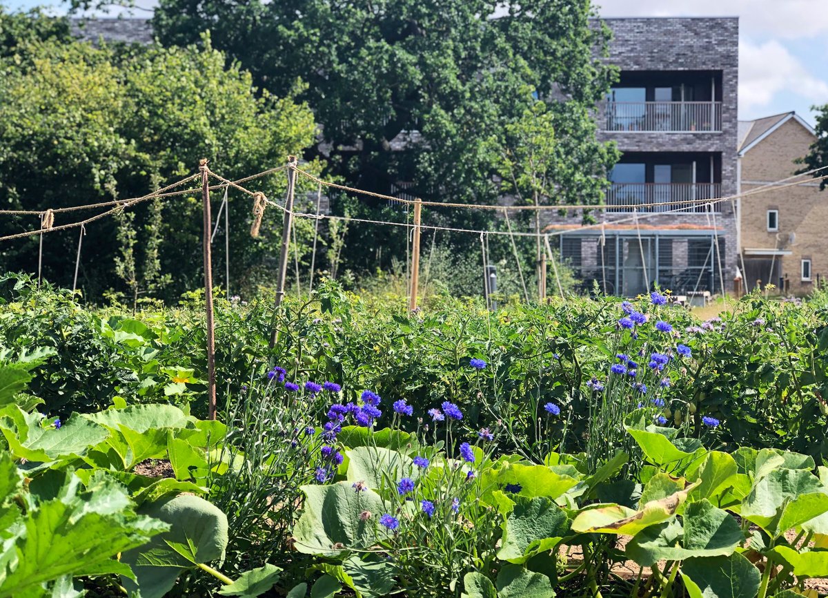 This means that, at Marmalade Lane, the space that would usually be given to cars can be used for lots of other things.. food-growing, chicken-keeping, trees and wildflower meadows, children’s play, and community gatherings. (9/x)