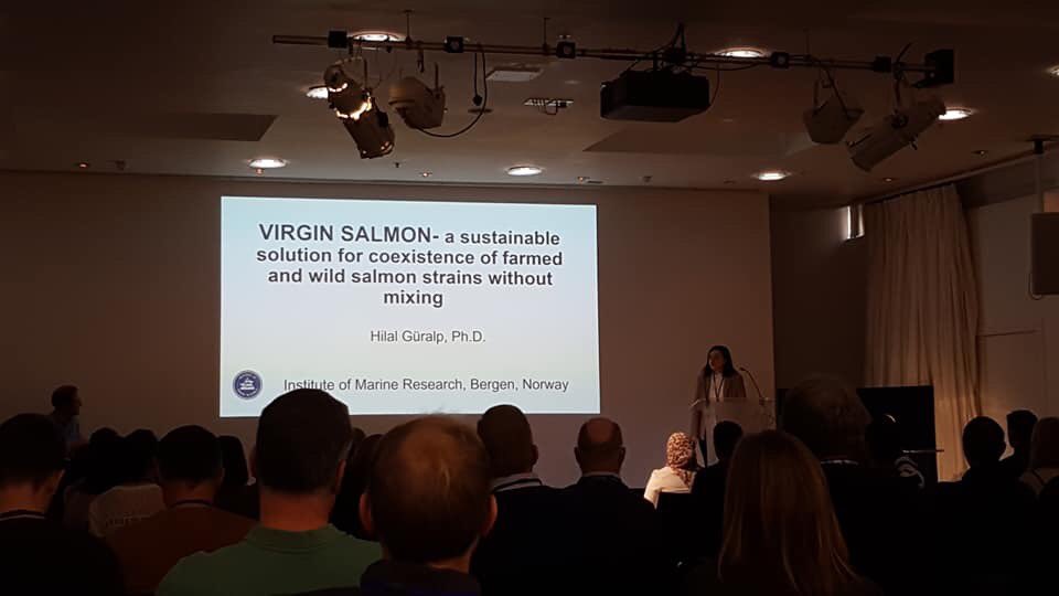 hilalguralp's tweet photo. I am so happy to tell that our VIRGIN salmon paper is accepted for publication on the same day CRISPR awarded to Nobel prize! We used this amazing technology and applied into upscaling the sterile salmon production to save the wild salmon biodiversity. #CRISPRCas9 #VIRGINsalmon https://t.co/lE07kCPLZI