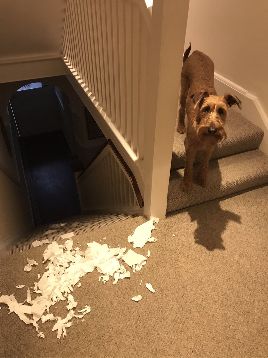ClaireSSTri's tweet photo. Dear @DSS123, I think you need to sort YOUR dog out... she’s out of control with her knobheadery this week (yes this is just this week!) #knobdog #goodjobsheissocute 😂😂😂 https://t.co/e0ViH1xvAT