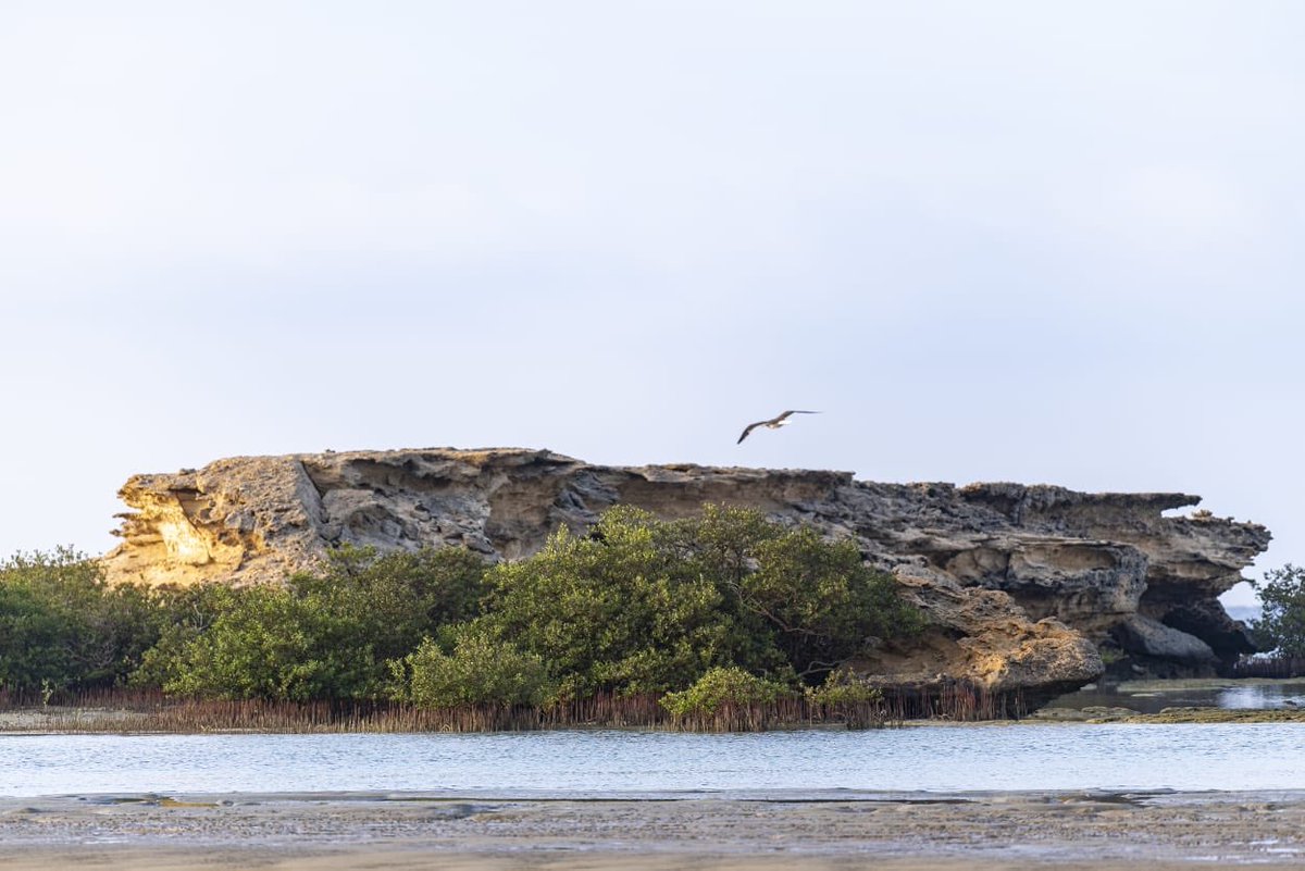 مشاريع السعودية tweet media