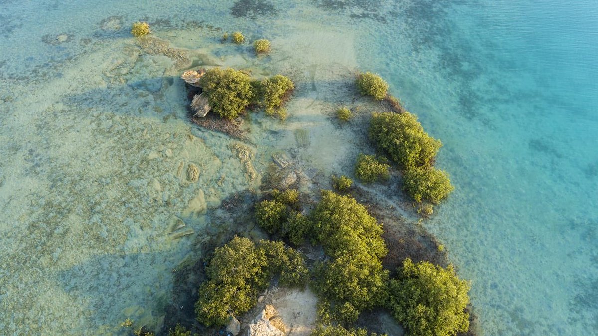 مشاريع السعودية tweet media