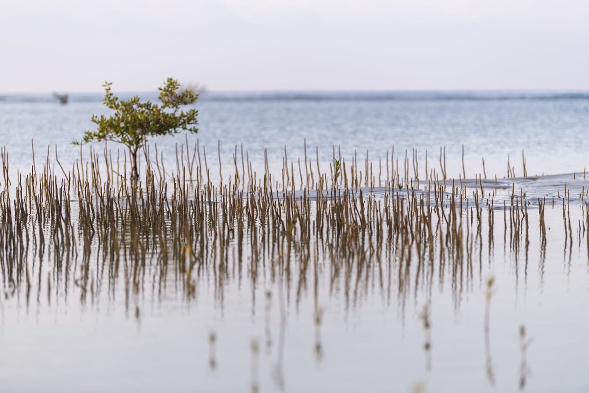 مشاريع السعودية tweet media