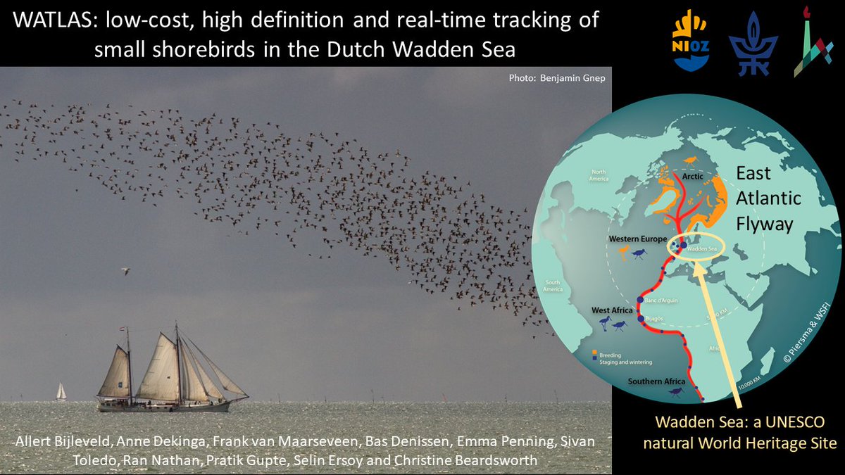 1  #ISTC20  #Sesh9 Millions of shorebirds fly to the Wadden Sea yearly for its resource-rich mudflats. But its heavily populated coast, fishing, and mineral reserves make it vulnerable to habitat destruction. To understand effects on habitat use, it is important to track birds