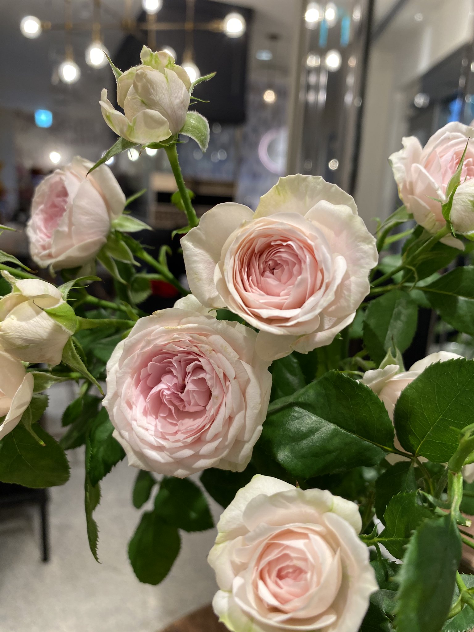 花時間 バラ 花時間 デビュー いくつものバラから選んだのは 桜ピンクのスプレーバラ 1本に7 8輪も花 がつくんですよ 生まれたてなのでいまは 東京 広尾の ローズギャラリー でのみ入手可能です 今週 来週は確実にあるので ぜひ 花時間 花時間 バラ 花時間 デビュー いくつものバラから選んだのは 桜ピンクのスプレーバラ 1本に7 8輪も花 がつくんですよ 生まれたてなのでいまは 東京 広尾の ローズギャラリー でのみ入手可能です 今週 来週は確実にあるので ぜひ 花時間