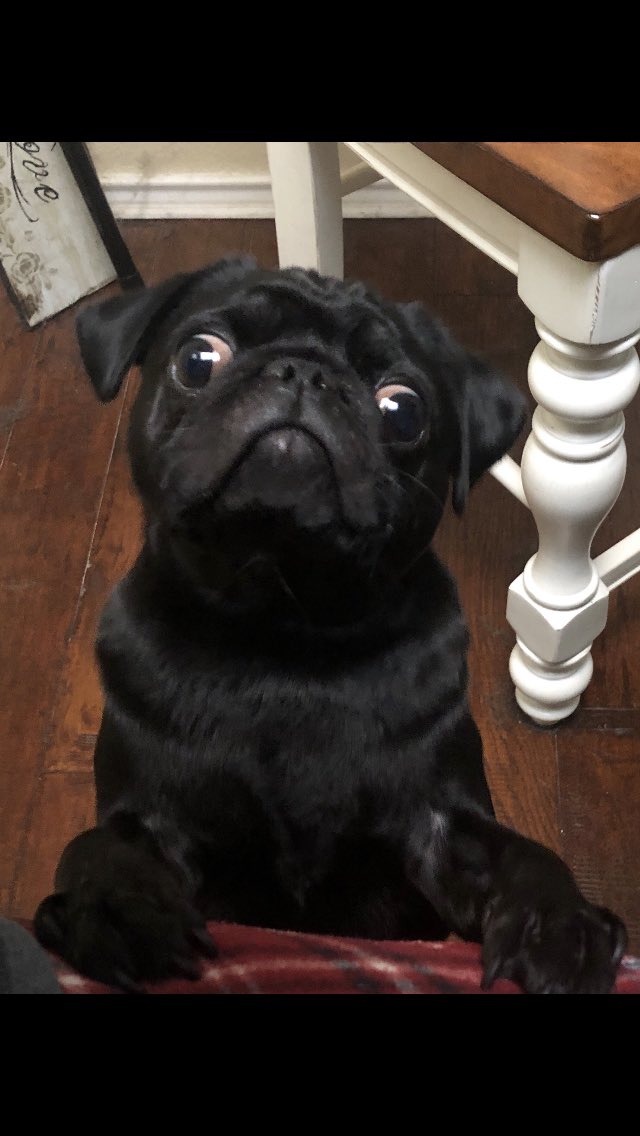 GBbeliever4life's tweet photo. Iโm a BIG BOY now!
Happy birthday to
Mr. Bentley pug
Who is 2 years old today!
๐๐๐๐๐
#pugluv
#MyBabyBoy https://t.co/QQqnGxavNp