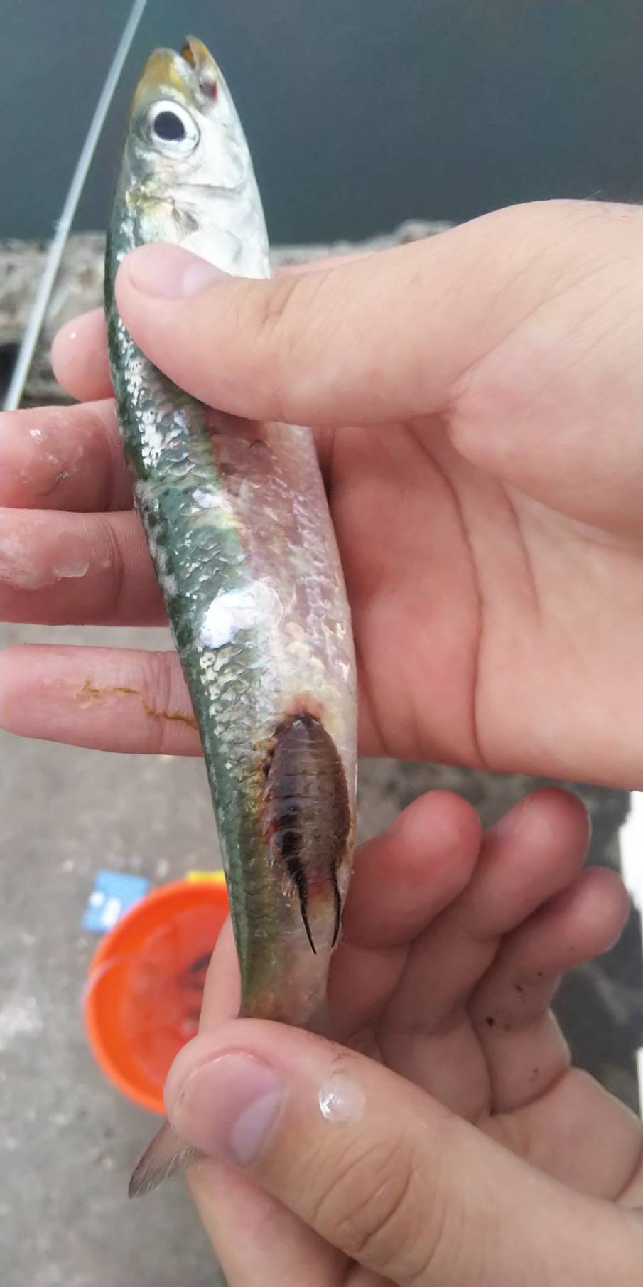 公式 浦和実業学園中学校 高等学校 生物部 毎日投稿 今日の生き物 今日はmさんの投稿です イワシノコバン 魚の口内に 寄生することで有名なウオノエの仲間 ただしこちらはイワシの体表に寄生するようです 鋭い脚でくっつき宿主の体液を吸って