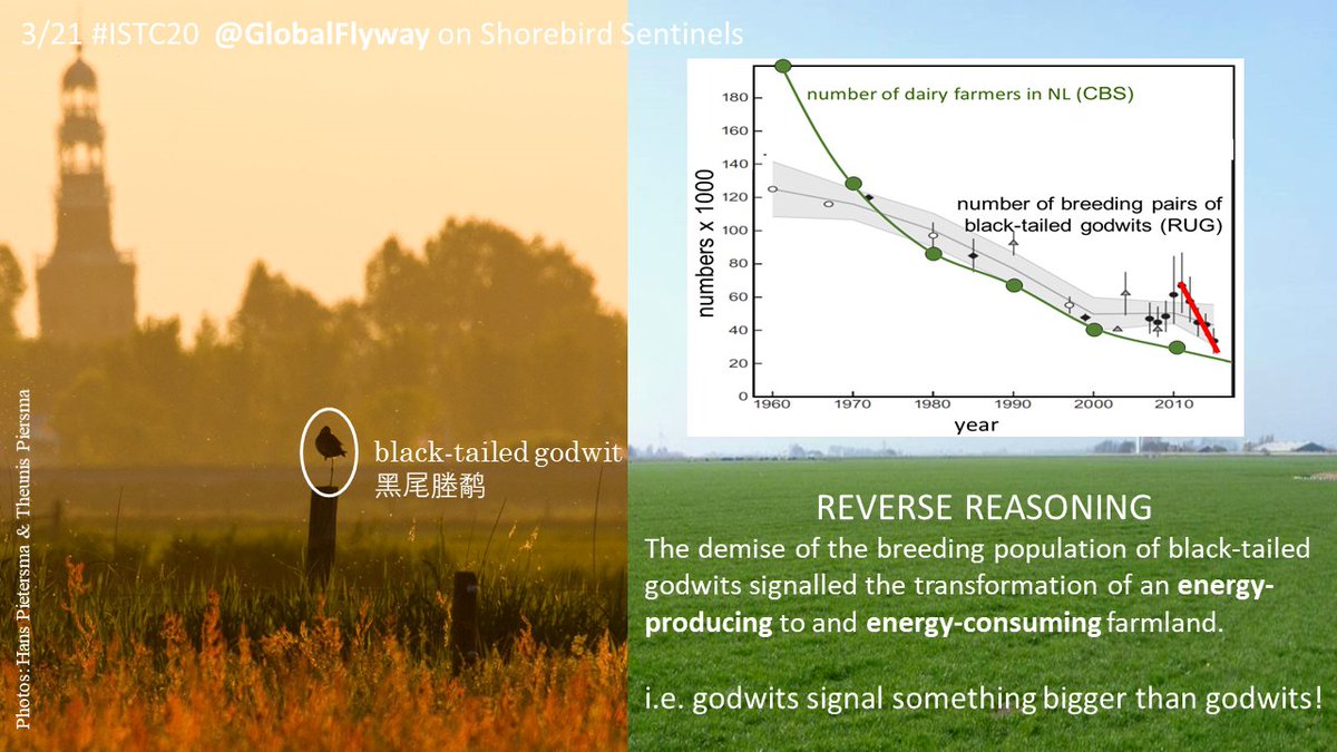 3/21  #ISTC20  #Sesh9Looking at scale of a country then, steep decline of specialized  #dairy  #farmland  #wader, black-tailed  #godwit ( #grutto) in Netherlands signals growth of unsustainable, climate & biodiversity threatening, practices in agriculture.  #globalchange  @WaderStudy