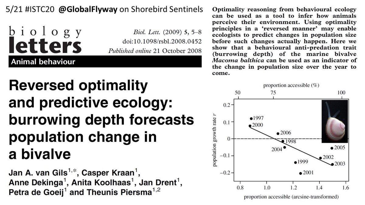 5/21  #ISTC20  #Sesh9Neither is idea of reversed ( #optimality) reasoning. In important prey species of  #knots,  #Baltic  #tellins, deeper burrowing depth in autumn predicted greater recruitment (spatfall) during following summer!  #marinebiology  #bivalves  #WaddenSea  @NIOZnieuws