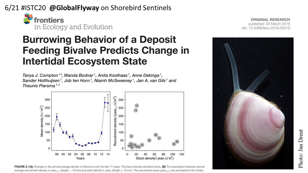 6/21  #ISTC20  #Sesh9In fact, deeper burrowing predicted re-establishment of  #Baltic  #tellins as dominant  #bivalve on intertidal flats of western Dutch  #WaddenSea, 8 years after destructive  #cockle  #dredging stopped.  #fishery  #marinebiology  #bivalves  @NIOZnieuws  @waddentweets
