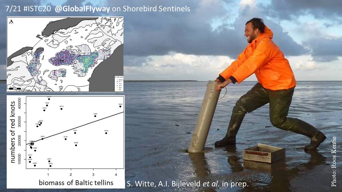 7/21  #ISTC20  #Sesh9The return of  #Baltic  #tellin (Limecola balthica) also lead to return of late-summer-to-early-winter red  #knots, during their prebasic  #moult, as red knots closely track tellins.  #numericalresponse  #bivalves  @NIOZnieuws  @waddentweets  @AllertBijleveld