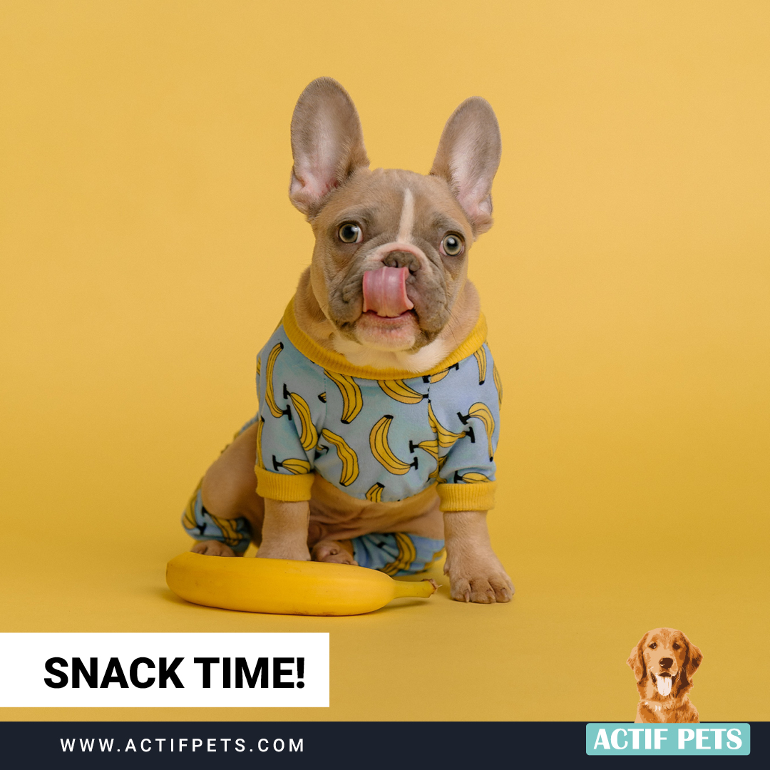 Favourite time of the day 🐶
-
-
#ActifPets #dogsnack #dogfood #naturaldogfood #snacktime
 #petwellness #pethealthpetcare #petwellbeing  #petfoods #petnutrition #healthpets #doglovers #humangradedogfood #rawfed #dogmealprep #dogfoodrecipes #realpetfood 

actifpets.com