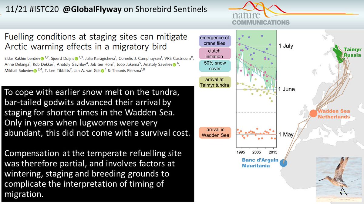 11/21  #ISTC20  #Sesh9Bar-tailed  #godwits migrating along  #EastAtlanticFlyway keptup with advancing snow melt by staging shorter in  #WaddenSea at cost of lower  #survival. Dependence on chains of sites complicates simple  #sentinel interpretations.  #globalchange  #arcticamplification