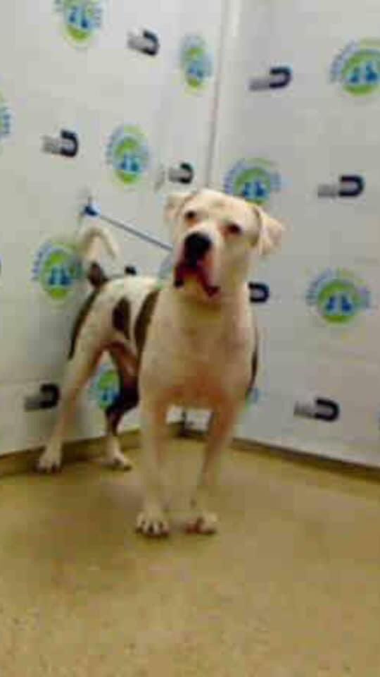 nasrene41's tweet photo. What happens to surrendered dogs at #MiamiDadeAnimalServices
To ADOPTERS of discarded dogs 2 DAYS AGO!KILLED 10/7 at shelter who only has 101 dogs & 299 EMPTY KENNELS! “NO KILL” Miami-Dade Animal Services.
#BRUCE #A1870221 5 yrs
#GYPSIE #A1843615 6 yrs
https://t.co/lbMWGwZsZC https://t.co/T4mSZHT9jt