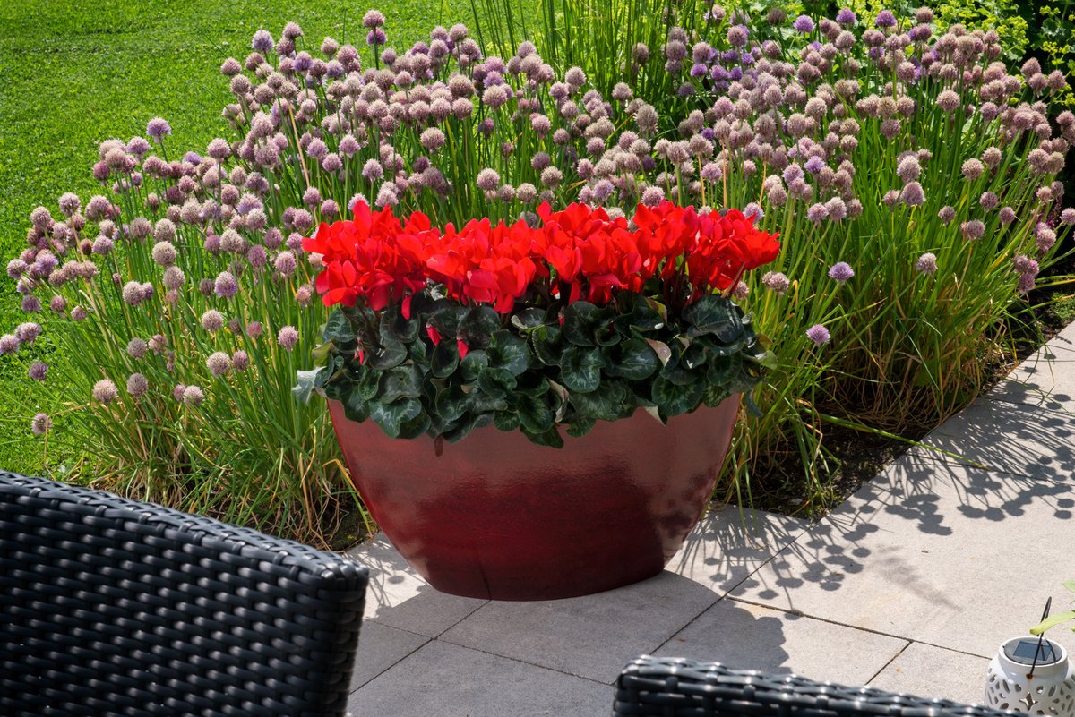 This is the newest member of our Cyclamen family: the large-flowered and heat tolerant Leopardo. Easy to cultivate and early flowering. Meet Leopardo during our COVID-proof Cyclamen Open Days 2020
schoneveld-breeding.com/cyclamen-open-… 
#yearoftheleopardo #plantmorevalue #cyclamenopendays