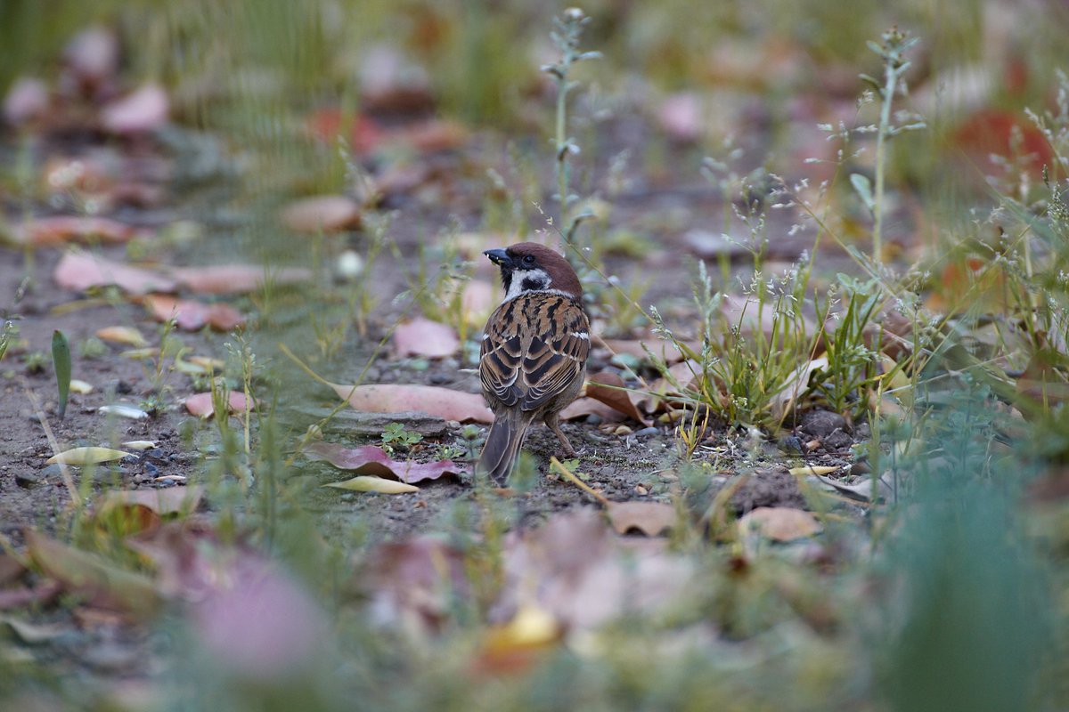 y_hisatsugu's tweet photo. 手放したレンズがまた欲しくなる現象。
みんな同じなんだろうか?
#5DmkII #TAMRON https://t.co/obXrvVyOlS