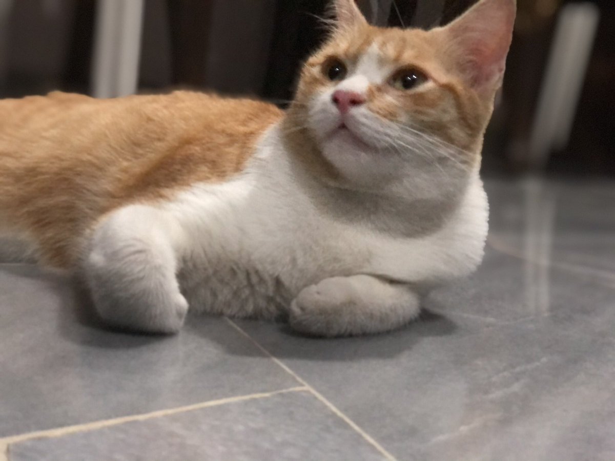 Sitimadihah4's tweet photo. Mencari orang yang berminat untuk adopt kucing comel. Ada tiga ekor, nak ambil seekor pon boleh, tiga pon boleh (1 mommy cat, 2 6 month kitten)
*mommy cat already neutered
*kittens already vaccinated twice
*food stocks n other cat stuffs will also be given foc ☺️ https://t.co/5KSwYgIqrj