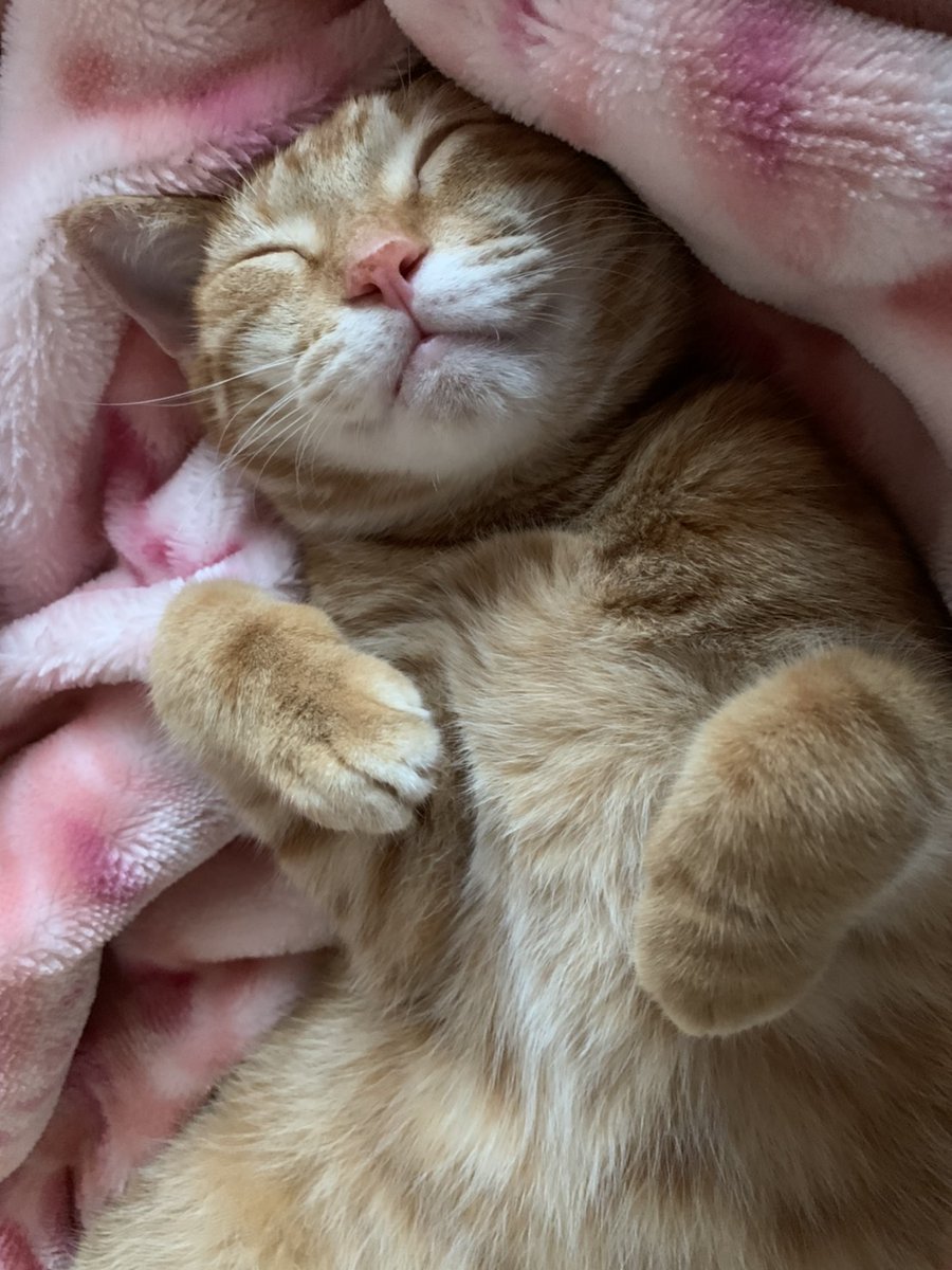 Vivi え 待って 寝相も寝顔も可愛すぎる マザコン よくお布団とられます いつも一緒に寝てる 猫寝相 寝相の癖 あざとかわいい あざとかわいい寝相 猫 猫好きさんと繋がりたい 猫のいる暮らし アメリカンショートヘア アメショ Vivi え 待って 寝相も寝顔も可愛すぎる マザコン よくお布団とられます いつも一緒に寝てる 猫寝相 寝相の癖 あざとかわいい あざとかわいい寝相 猫 猫好きさんと繋がりたい 猫のいる暮らし アメリカンショートヘア アメショ