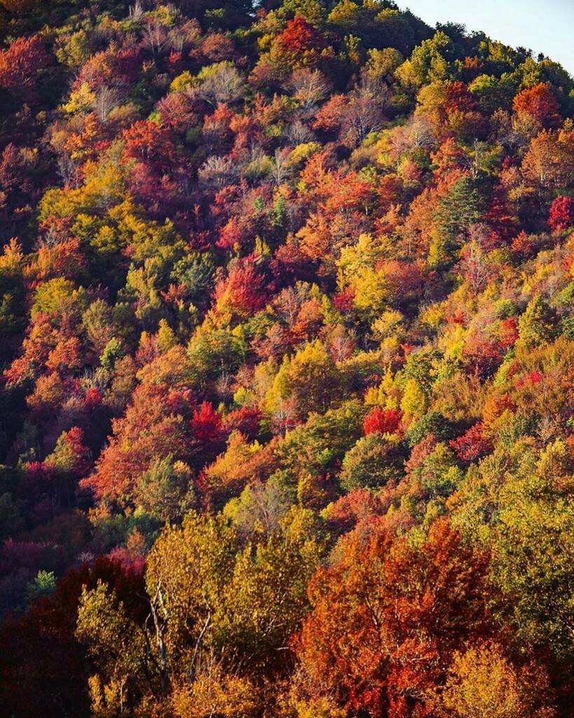 VisitBrysonCity's tweet photo. These are the current fall colors at the highest elevations of the Blue Ridge Parkway. If you’re in the area this week, the best places to see colors like this along the Parkway include #graveyardfields #devilscourthouse #blackbalsam #richlandbalsamoverl… https://t.co/wrA5HJK2RA https://t.co/8iUqt9sRc5