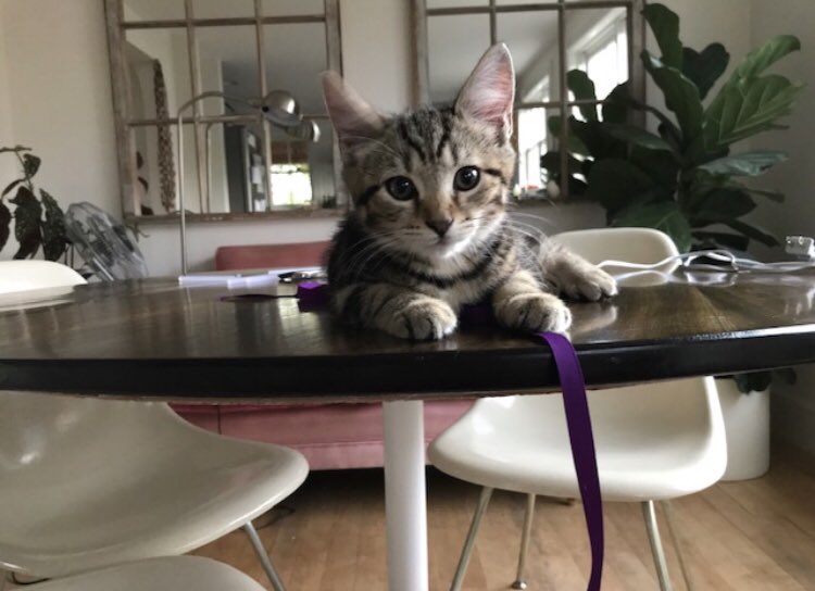 VTCORRECTIONS's tweet photo. Meet Indy! Indy is determined to spread awareness about domestic violence. He has been assisting the DOC Victim Services Unit assembling purple ribbon pins for Domestic Violence Awareness Month for the entire department to wear throughout the month of October. #CATSAGAINSTDV https://t.co/cP57QJlyOU