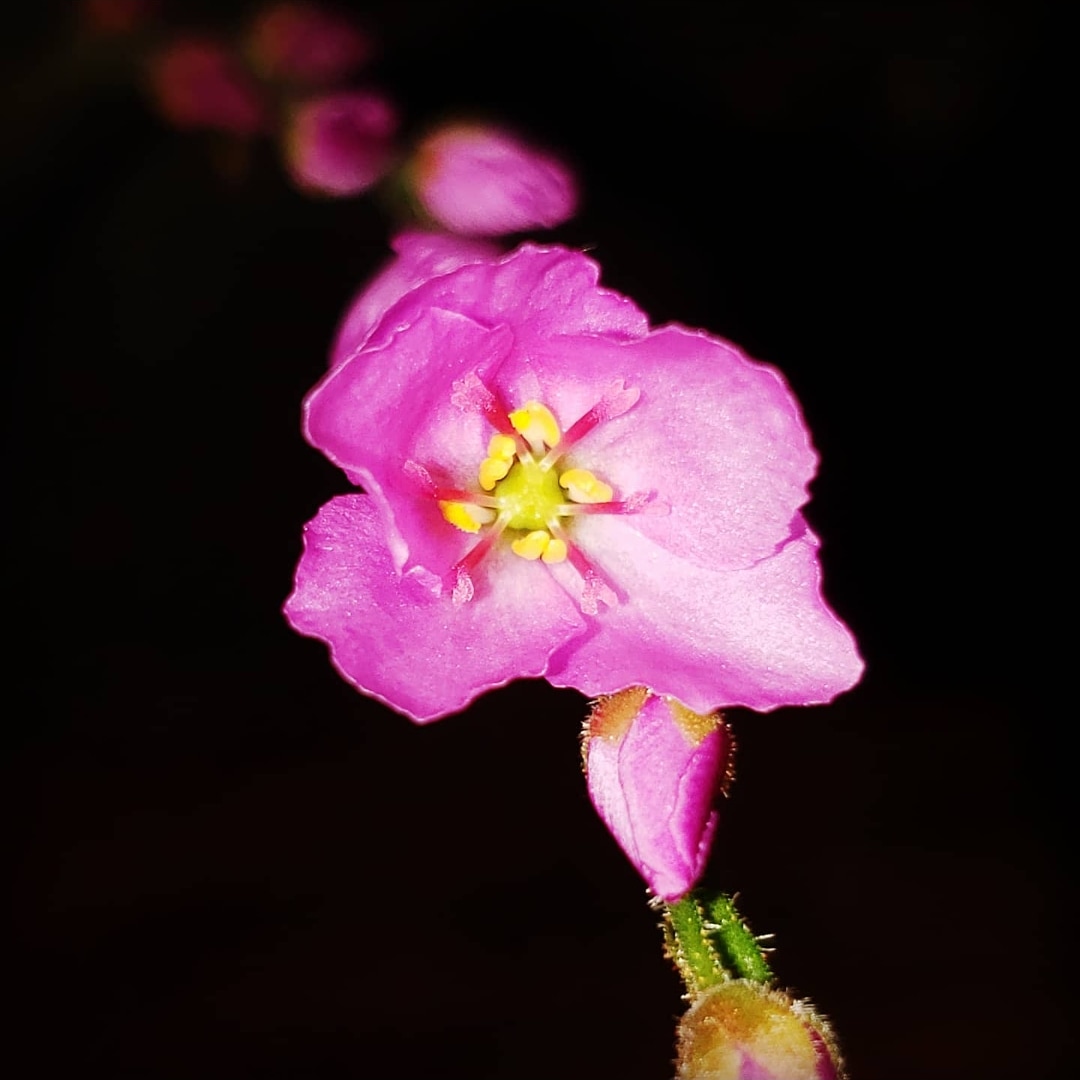 Dreadredhead1's tweet photo. Drosera capensis, commonly known as the Cape sundew.
*
*
 The flowers can self-pollinate upon closing and produce copious quantities of very small, spindle-shaped seeds.The plant thrives in full sun locations on nutrient-poor, waterlogged,  lime-free soils.
*
#militantplanthoe https://t.co/K8ew7ddojV
