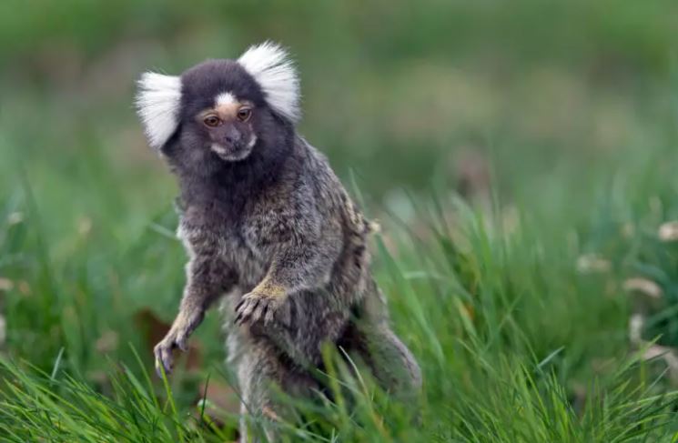 QPSHoldingsLLC's tweet photo. Marmosets posses factors that make them a good match for modeling AD Clinical Trials. Read our latest blog detailing Alzheimer's Disease research here https://t.co/25XqTmB8qO. For more, visit https://t.co/EATi0sbcGS or email info@qps.com. #QPSLLC #blog #alzheimers https://t.co/LA44p1qfDl