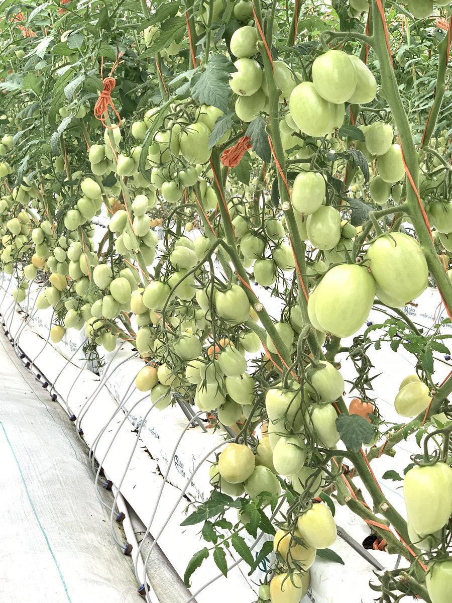 Muy feliz día del productor a todos los panameños que, con fe, amor y esperanza, cultivan nuestra bendecida tierra🙌🏻 Y gracias a los millones de consumidores por preferir los productos nacionales. Saludos desde Chiriquí “Tierra que produce, de hombres y mujeres que la trabajan”.