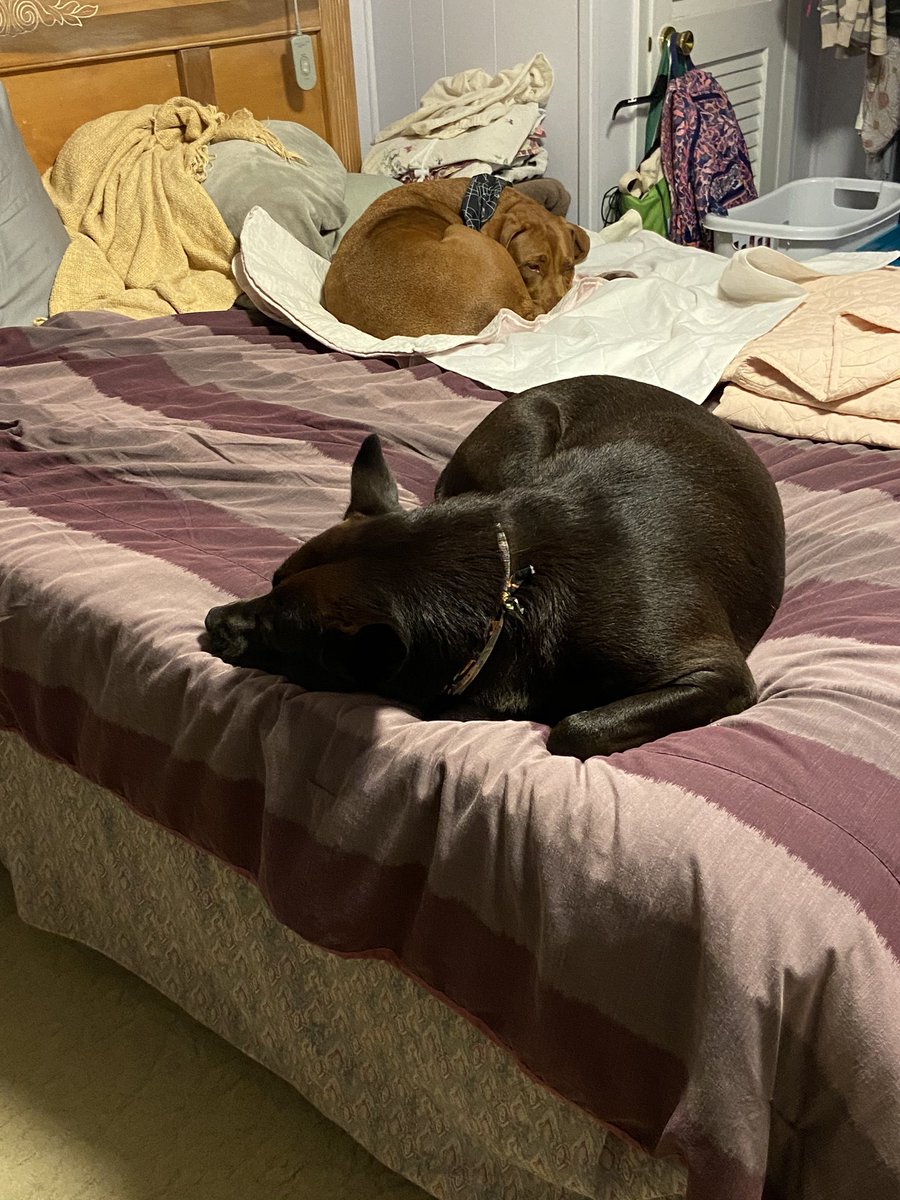 emiliarosesouza's tweet photo. #DebateDogs https://t.co/edcTKOL6MR