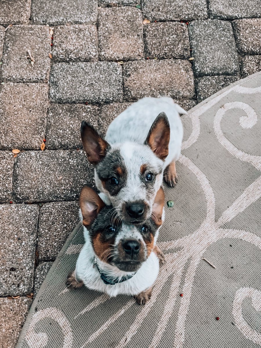 HBelveal's tweet photo. the best of friends https://t.co/XU9GW97O1b